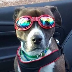 Team Page: Kiwi's Krew